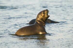 ippopotamo amphibius nel pozza d'acqua, kruger nazionale parco, sud Africa foto