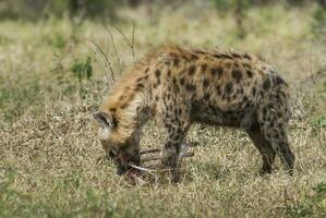 iena mangiare, kruger nazionale parco, Sud Africa. foto