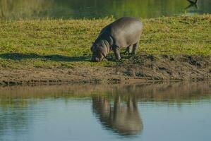 ippopotamo amphibius nel pozza d'acqua, kruger nazionale parco, sud Africa foto