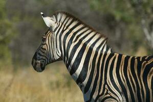 Comune zebra, Sud, Africa foto