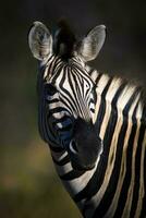 Comune zebra bambino, kruger nazionale parco, Sud Africa. foto