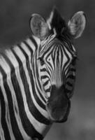 Comune zebra, kruger nazionale parco, Sud Africa. foto