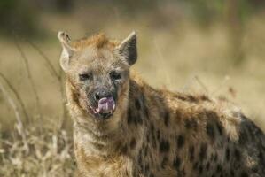 iena mangiare, kruger nazionale parco, Sud Africa. foto