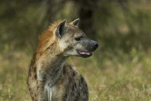 iena mangiare, kruger nazionale parco, Sud Africa. foto