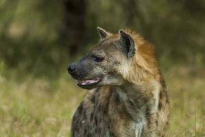 iena mangiare, kruger nazionale parco, Sud Africa. foto