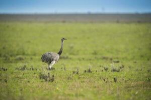 maggiore rhea nel pampa campagna ambiente, la pampa Provincia, argentina foto