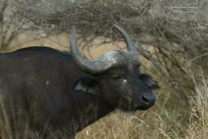 capo bufalo madre e vitello, kruger nazionale parco, Sud Africa. foto