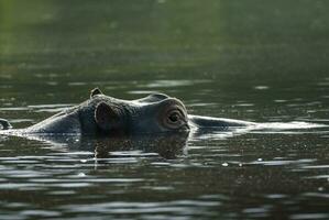 ippopotamo amphibius nel pozza d'acqua, kruger nazionale parco, sud Africa foto