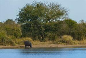 ippopotamo amphibius nel pozza d'acqua, kruger nazionale parco, sud Africa foto