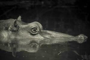 ippopotamo amphibius nel pozza d'acqua, kruger nazionale parco, sud Africa foto