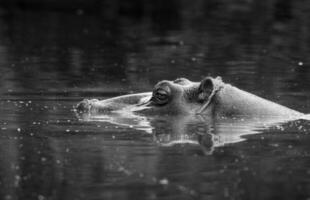 ippopotamo amphibius nel pozza d'acqua, kruger nazionale parco, sud Africa foto