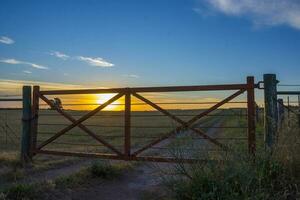 campo porta nel campagna, buenos arie Provincia, patagonia , argentina foto