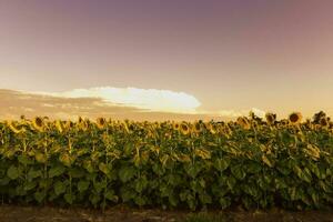 girasole , pampa , argentina foto