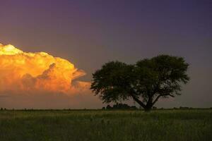 pampa albero paesaggio a tramonto, la pampa Provincia, argentina foto