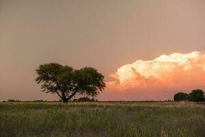 pampa albero paesaggio a tramonto, la pampa Provincia, argentina foto