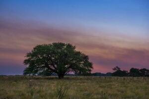 pampa albero paesaggio a tramonto, la pampa Provincia, argentina foto
