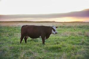 mucca ritratto nel pampa paesaggio, la pampa Provincia, patagonia, argentina. foto