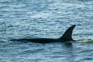 uccisore balena, orca, a caccia un' mare Leone cucciolo, penisola Valdes, patagonia argentina foto