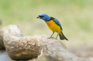 blu e giallo tanager, papà pampa Provincia, patagonia, argentina. foto