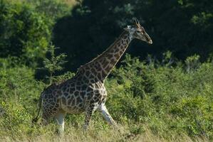 giraffa kruger nazionale parco Sud Africa. foto