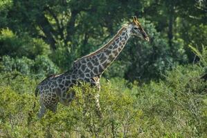 giraffa un zebre nel kruger nazionale parco Sud Africa. foto