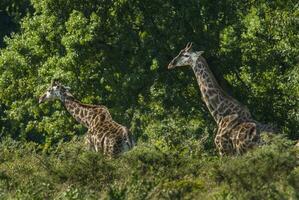 giraffa kruger nazionale parco Sud Africa. foto