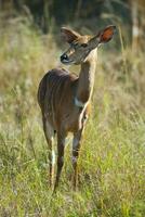 nyala antilope maschio e femmina , kruger nazionale parco, Sud Africa foto