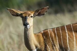 nyala antilope maschio e femmina , kruger nazionale parco, Sud Africa foto