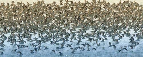 uccelli gregge volo sfondo , patagonia, argentina foto