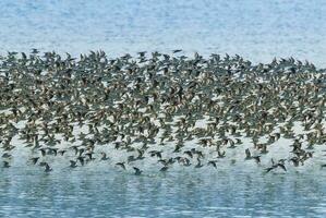 uccelli gregge volo sfondo , patagonia, argentina foto