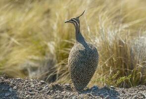 elegante crestato tinamou, eudromia elegante, pampa prateria ambiente, la pampa Provincia, patagonia, argentina. foto