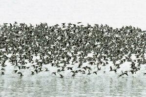 uccelli gregge volo sfondo , patagonia, argentina foto