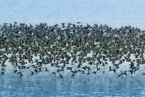 uccelli gregge volo sfondo , patagonia, argentina foto