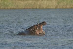 ippopotamo amphibius nel pozza d'acqua, kruger nazionale parco, sud Africa foto