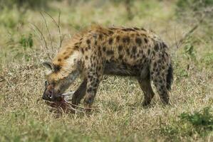 iena mangiare, kruger nazionale parco, Sud Africa. foto