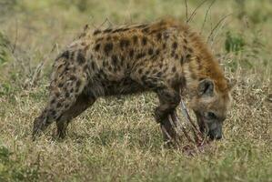 iena mangiare, kruger nazionale parco, Sud Africa. foto