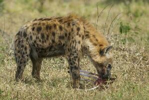 iena mangiare, kruger nazionale parco, Sud Africa. foto