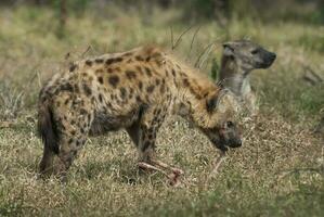 iena mangiare, kruger nazionale parco, Sud Africa. foto