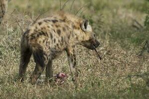 iena mangiare, kruger nazionale parco, Sud Africa. foto