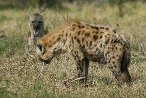 iena mangiare, kruger nazionale parco, Sud Africa. foto