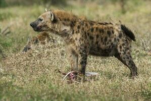 iena mangiare, kruger nazionale parco, Sud Africa. foto