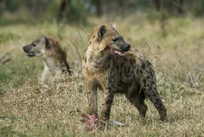 iena mangiare, kruger nazionale parco, Sud Africa. foto