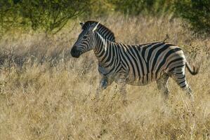 Comune zebra , kruger nazionale parco, Sud Africa. foto