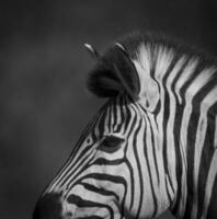 Comune zebra, Sud, Africa foto