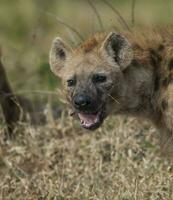 iena mangiare, kruger nazionale parco, Sud Africa. foto