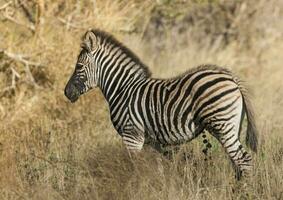 Comune zebra, Sud, Africa foto