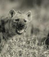 iena mangiare, kruger nazionale parco, Sud Africa. foto