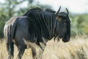 blu gnu, kruger nazionale parco, Sud Africa. foto