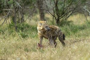 iena mangiare, kruger nazionale parco, Sud Africa. foto