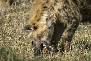 iena mangiare, kruger nazionale parco, Sud Africa. foto